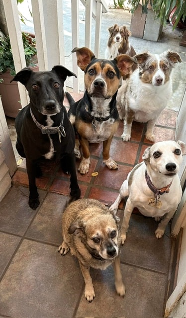 Five dogs posing in doorway at Roxannes Dog Ranch