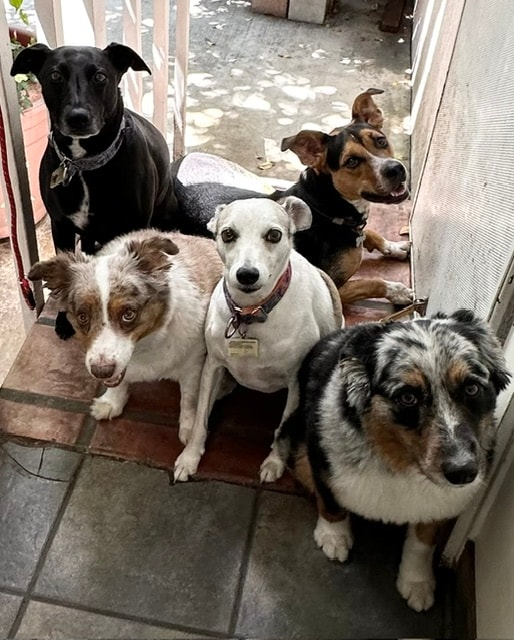 Five dogs lounging in doorway at Roxannes Dog Ranch