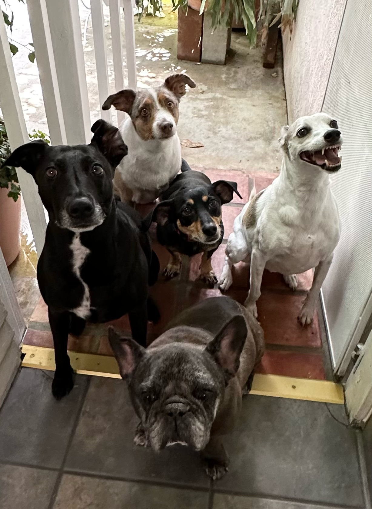 Five dogs on covered patio at Roxannes Dog Ranch