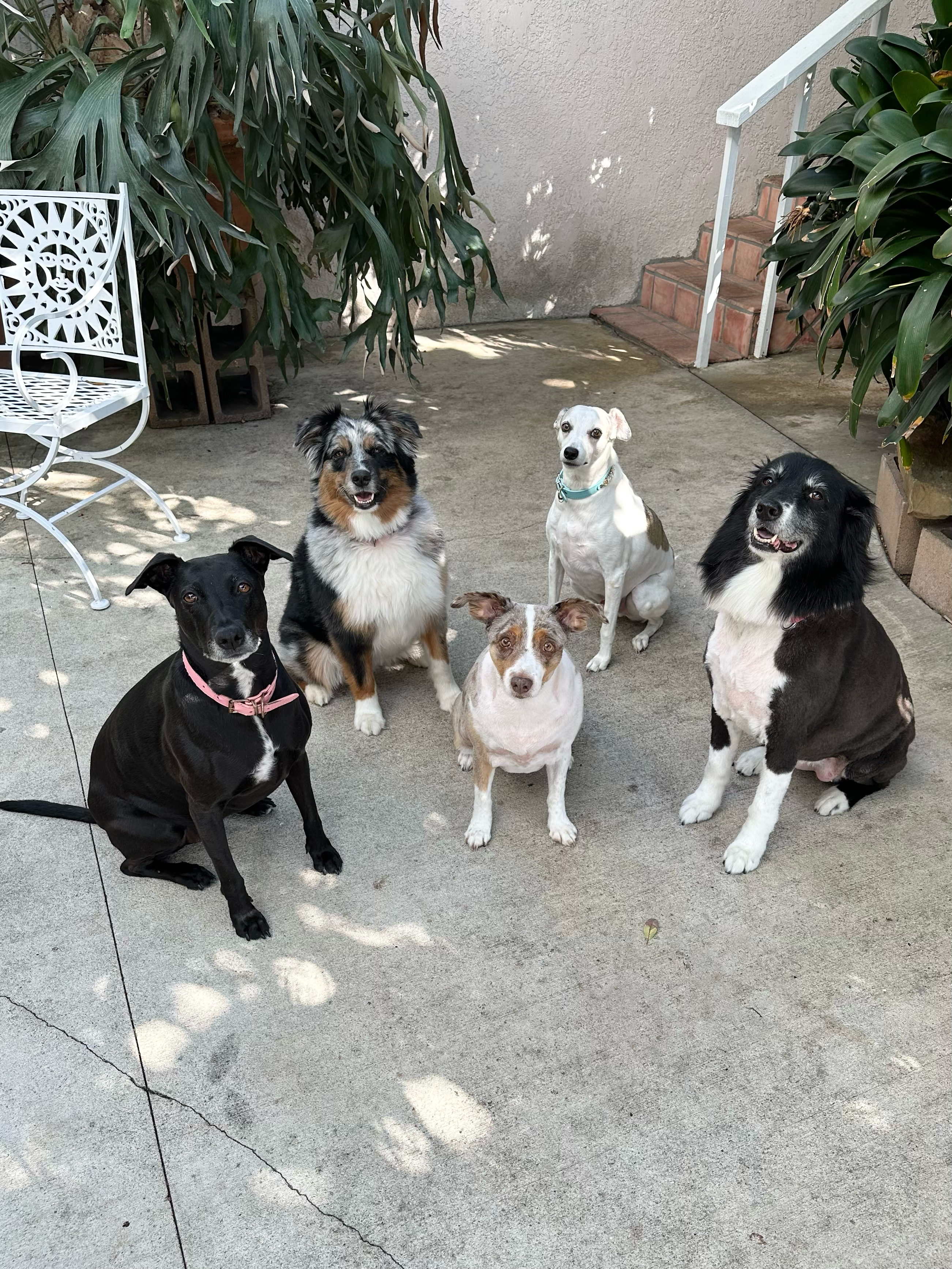 Five dogs posing in outdoor setting at Roxannes Dog Ranch