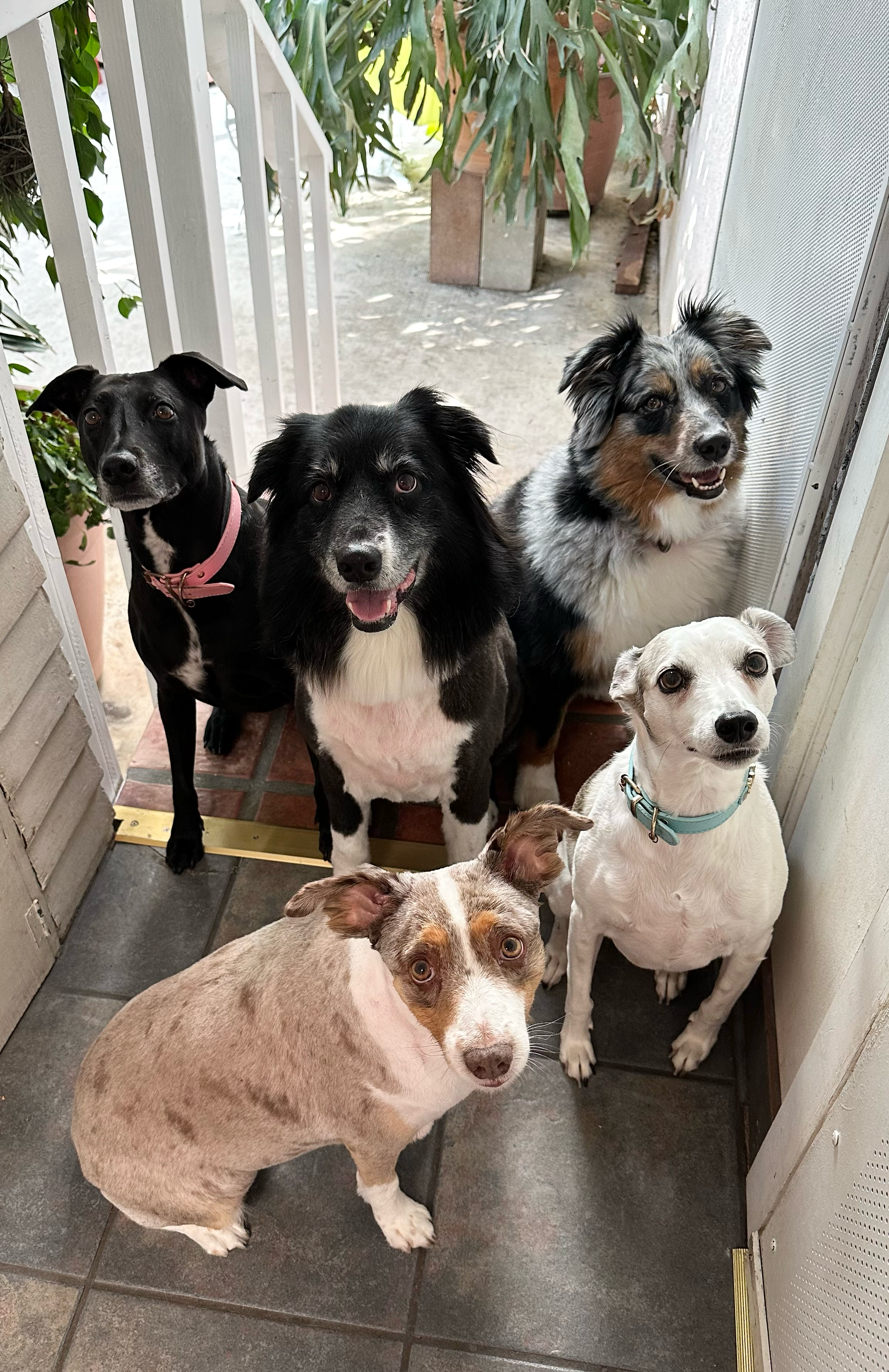 Five dogs in doorway at Roxannes Dog Ranch