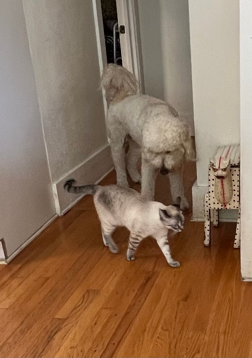 Poodle and cat walking together in hallway at Roxannes Dog Ranch