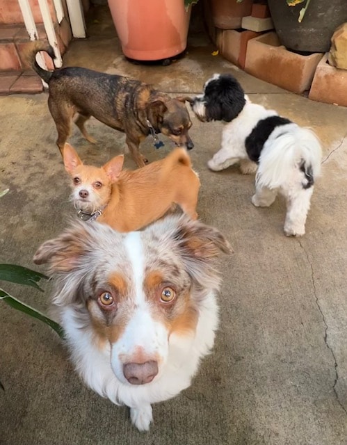 Four dogs in outdoor patio area at Roxannes Dog Ranch