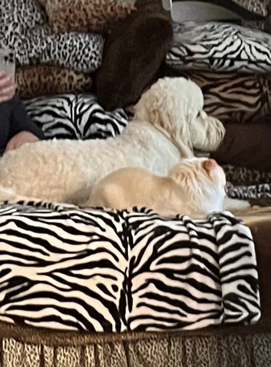 Dogs and cat resting together on zebra print beds at Roxannes Dog Ranch