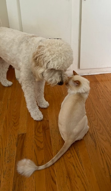 Poodle and cat nose-to-nose greeting indoors at Roxannes Dog Ranch