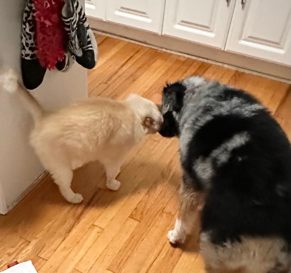 Two dogs interacting indoors at Roxannes Dog Ranch