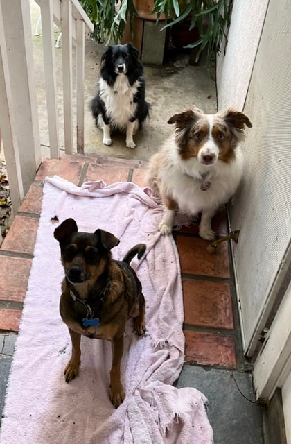 Three dogs sitting on patio steps at Roxannes Dog Ranch