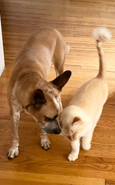 Dog and cat touching noses on hardwood floor at Roxannes Dog Ranch