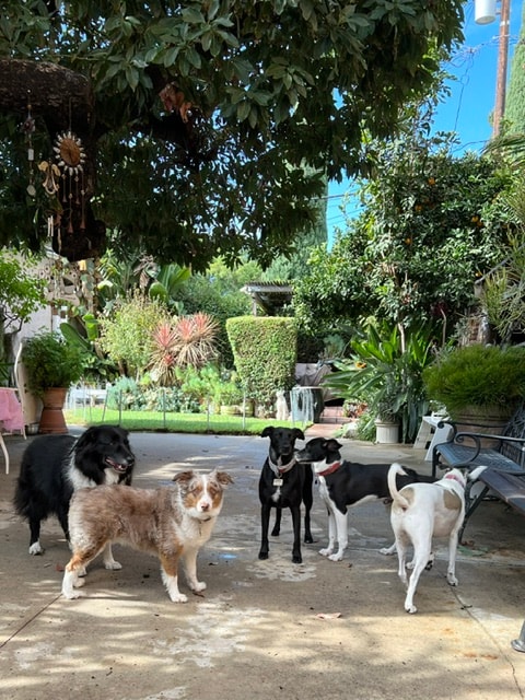 Five dogs standing in garden courtyard at Roxannes Dog Ranch