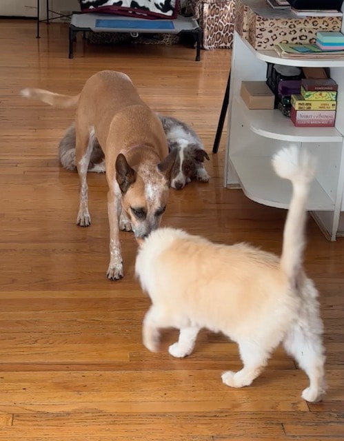 Two dogs indoors on wooden floor at Roxannes Dog Ranch