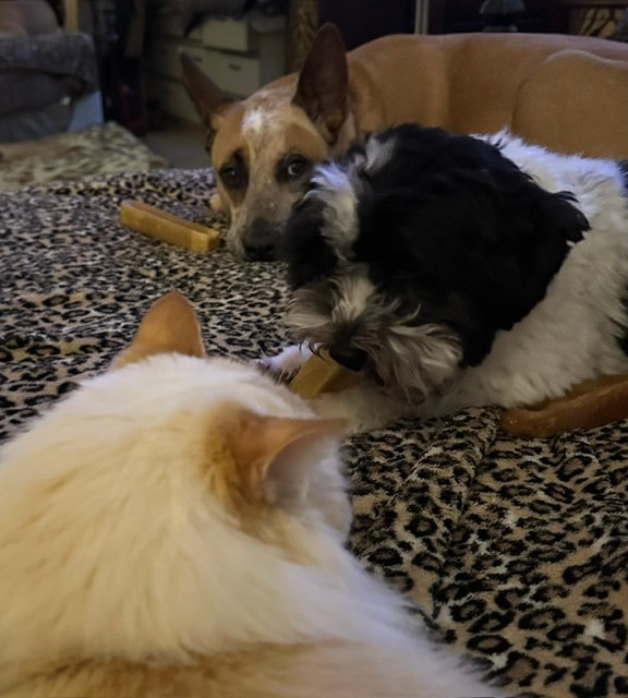 Dogs playing indoors at Roxannes Dog Ranch
