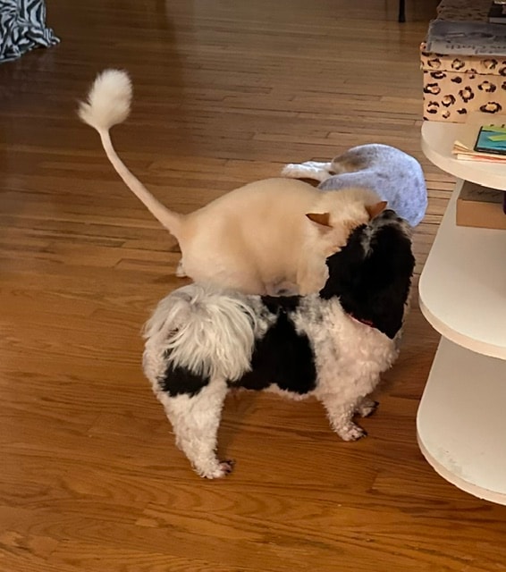 Two dogs playing on wooden floor at Roxannes Dog Ranch