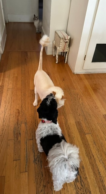 Three dogs in hallway at Roxannes Dog Ranch