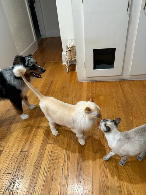 Three dogs in interior space at Roxannes Dog Ranch