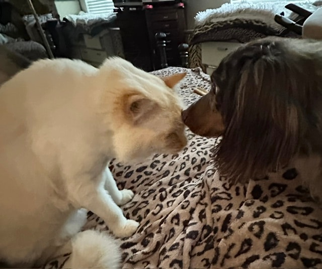 White cat with person indoors at Roxannes Dog Ranch