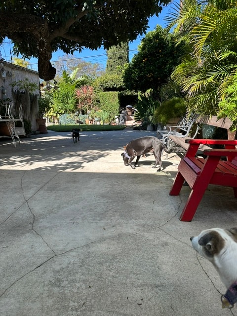 Dogs playing in the sunny courtyard at Roxannes Dog Ranch