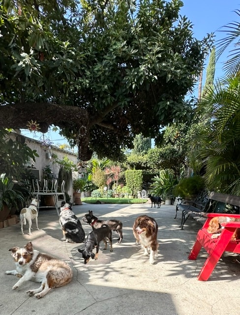 Dogs playing in the sunny courtyard garden at Roxannes Dog Ranch