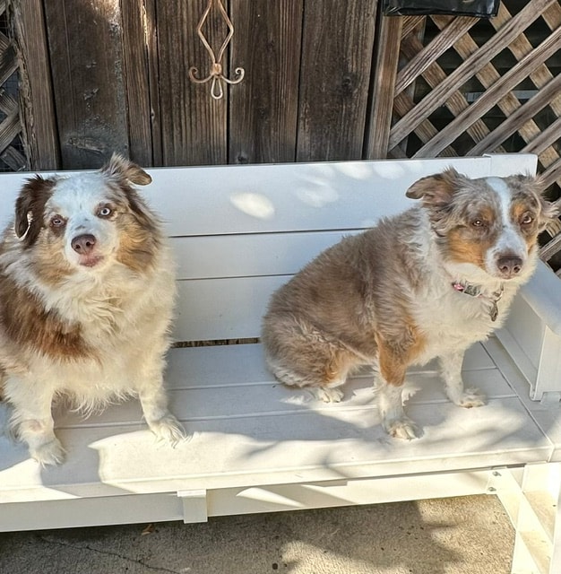 Two Australian Shepherds sitting on a white bench at Roxannes Dog Ranch