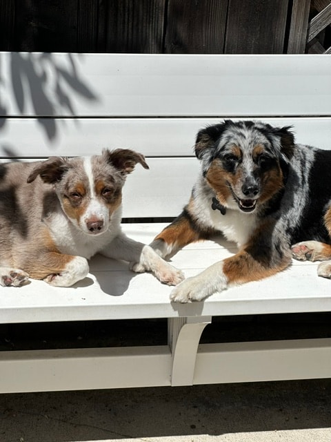 Two Australian Shepherd puppies resting on a white bench at Roxannes Dog Ranch