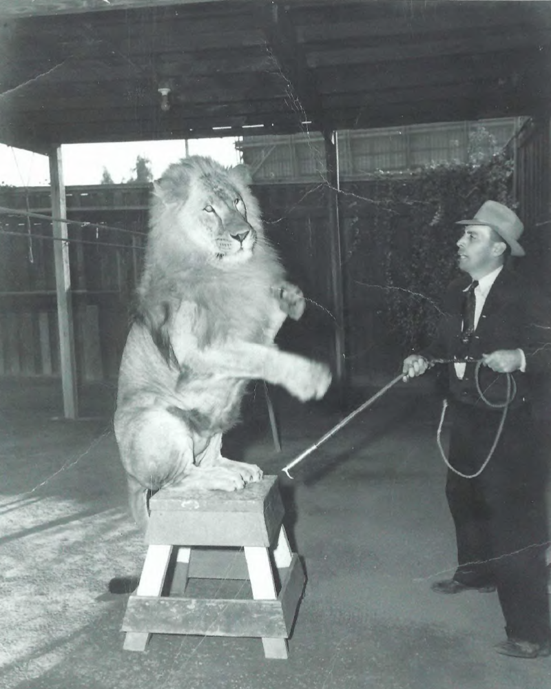 Bob Emerson training a lion on set — 1950s Hollywood animal trainer